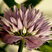 Patio Flowers -Chive