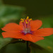 Scarlet Pimpernel