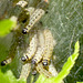 Yponomeutinae sp. Caterpillars on Blackthorn