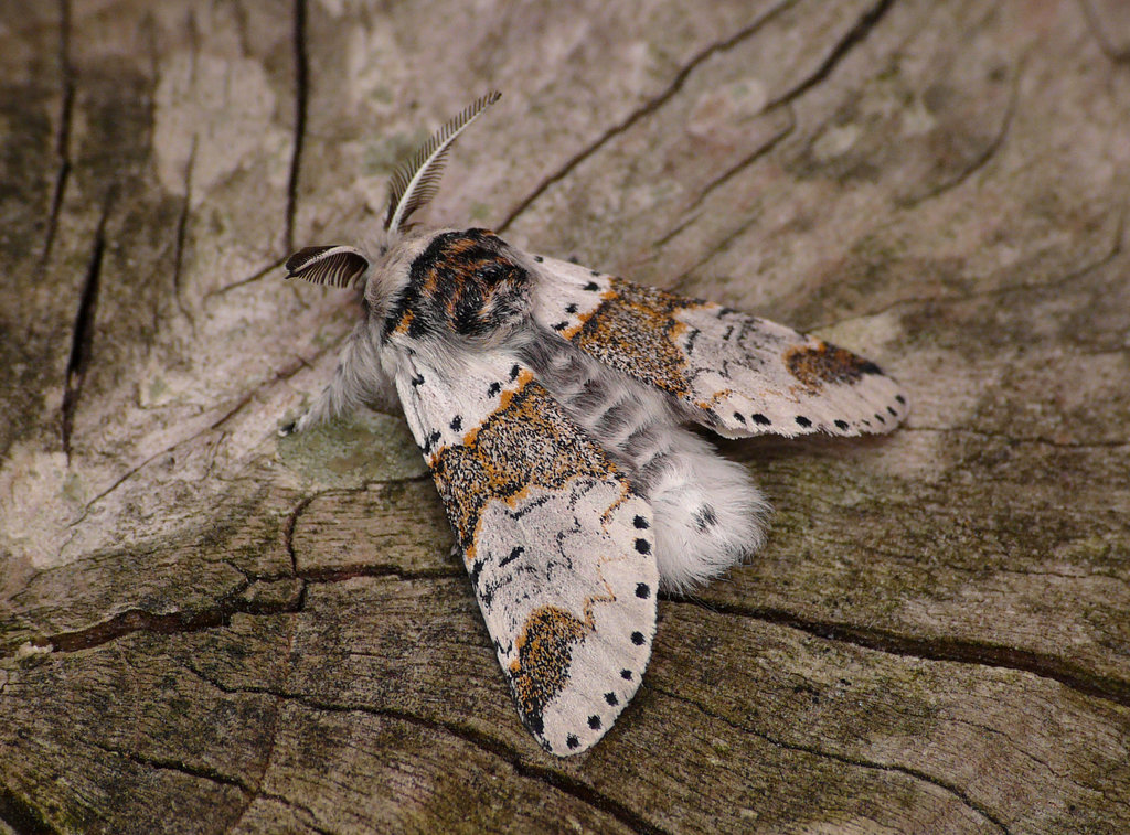 Sallow Kitten