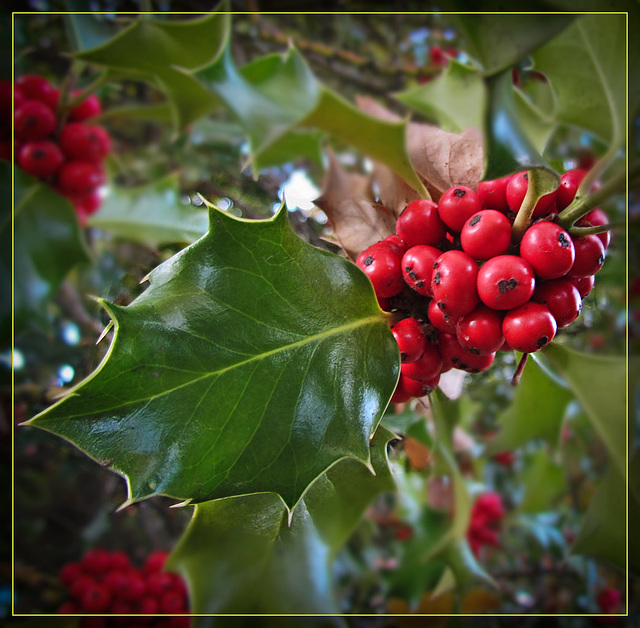 Holly Bush with Beautiful Red Berries