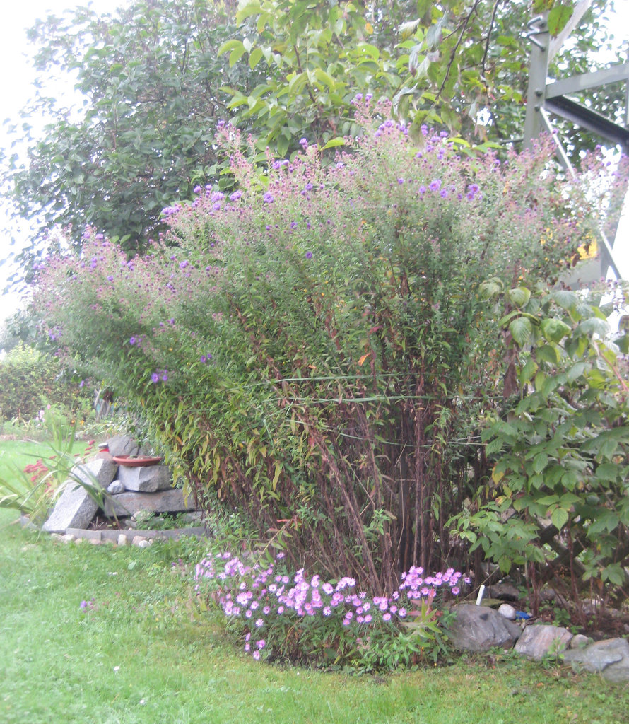 Große und kleine Herbstastern [Aster]