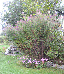 Große und kleine Herbstastern [Aster]