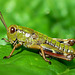 Grasshopper