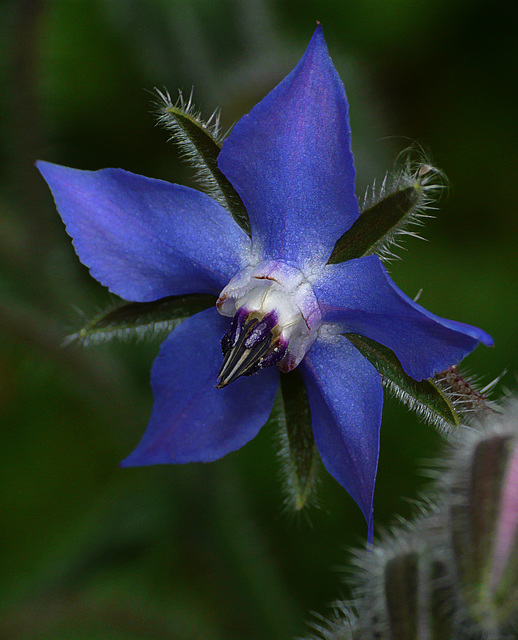 Borage