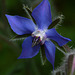 Borage