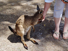 Ruth and the joey