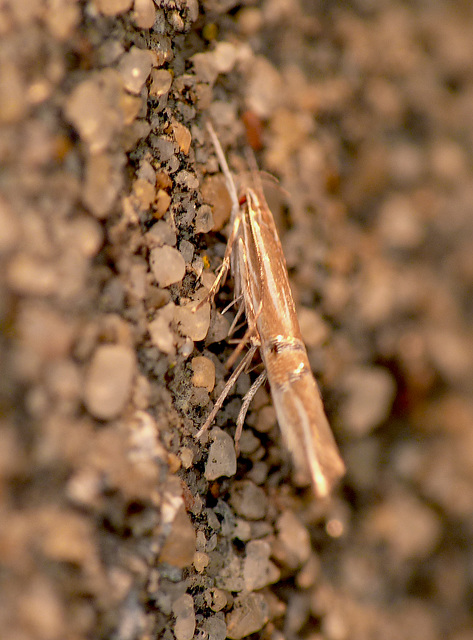 Cosmopterix lienigiella