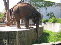 Elefantin Molly (Wilhelma)
