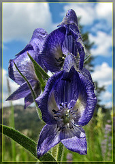 Tall Larkspur