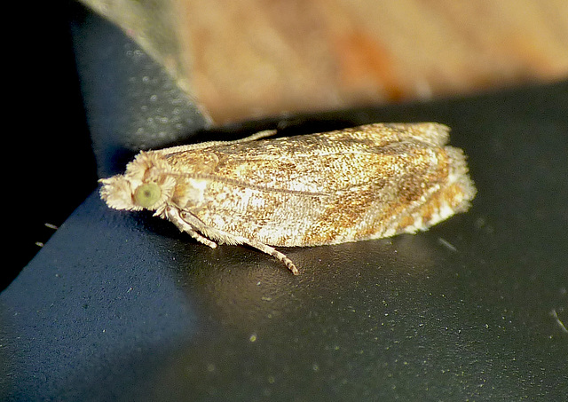 Epinotia abbreviana