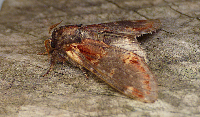 Iron Prominent