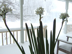 Paperwhites and Snow
