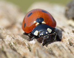 7-spot Ladybird