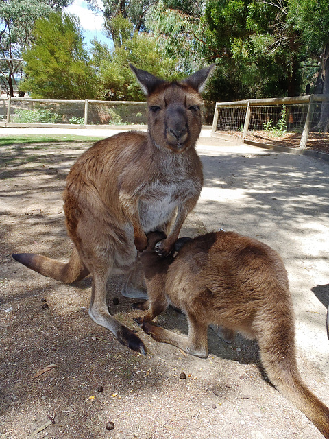 afternoon tea time for joey