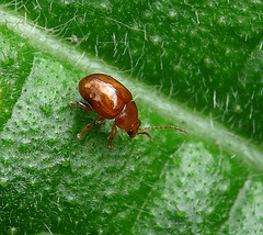 Unknown Leafy Beetle