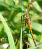 Common Darter -Female 1