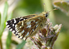 Grizzled Skipper Butterfly