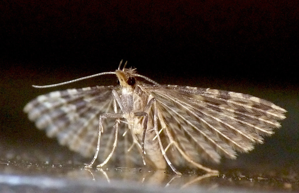 Twenty-plume Moth