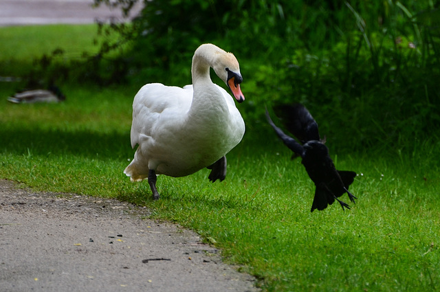 Der genervte Schwan