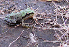 Baby Pacific Tree Frog on Lower Table Rock, Oregon