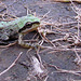 Baby Pacific Tree Frog on Lower Table Rock, Oregon