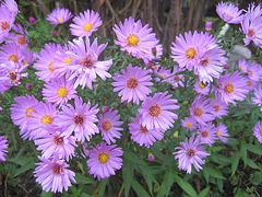 Die kleinen Herbstastern [Aster]