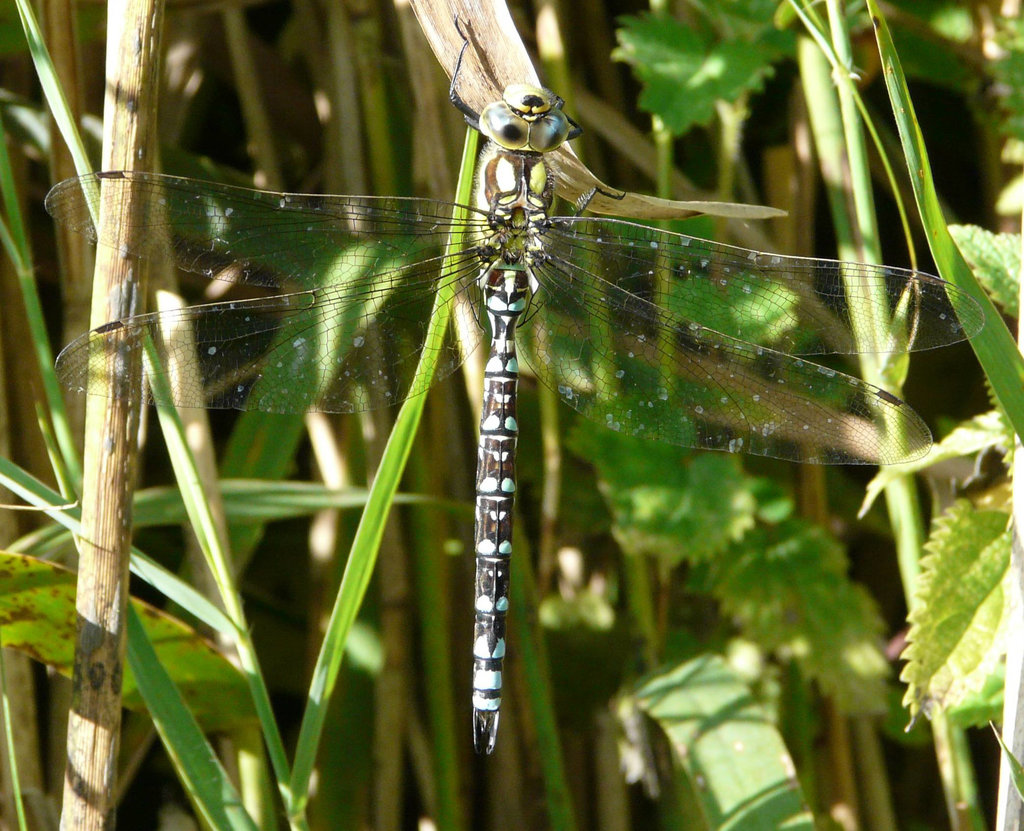 Southern Hawker -Male Top