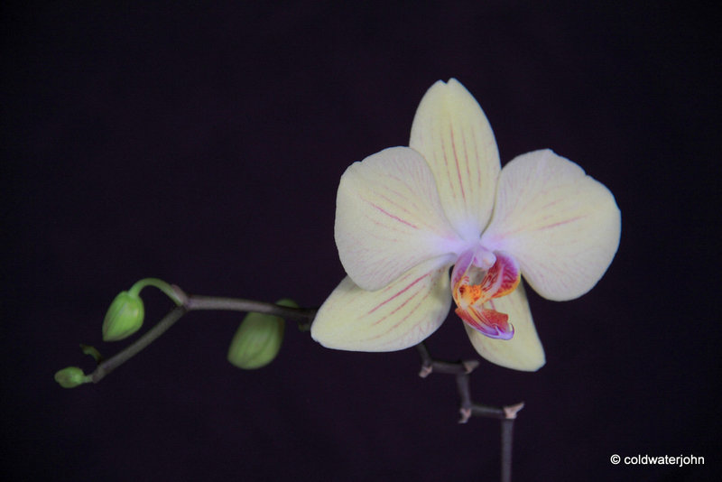Orchid