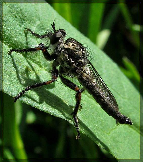 Fabulous Fly