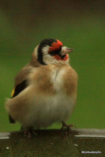 Goldfinch #2