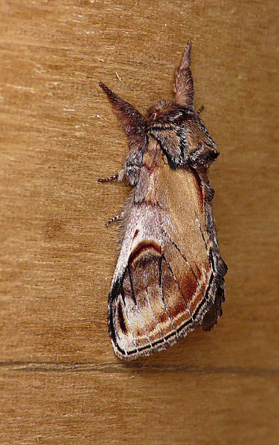 Pebble Prominent