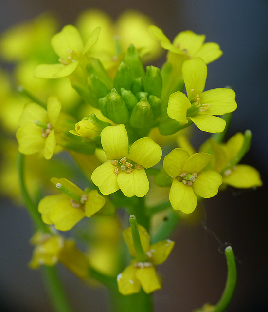 Escaped Rapeseed