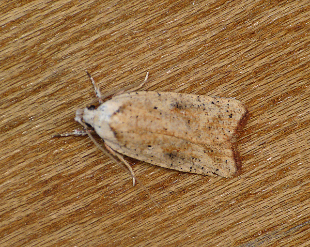 Agonopterix nervosa