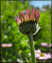 New Aster Reaching for the Sun