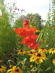 Gladiole und Rudbeckia