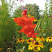 Gladiole und Rudbeckia