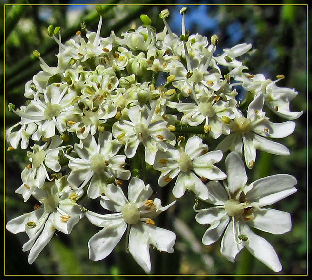 Hemlock Detail