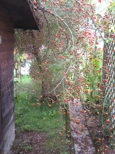 Hagebutten [Rosa canai]