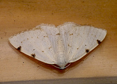 White-pinion Spotted
