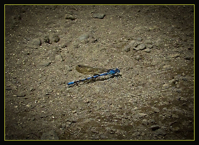 My First Damselfly!