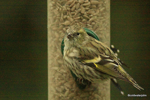 Siskin
