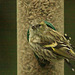 Siskin