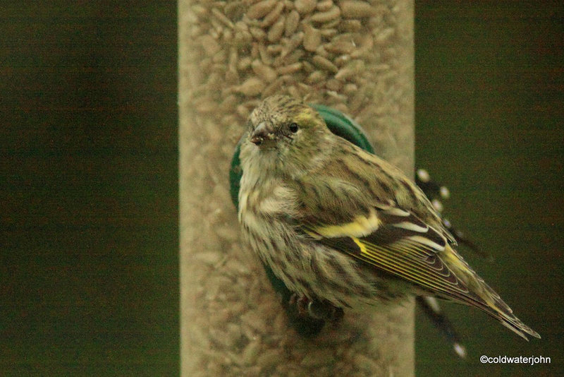 Siskin