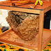 Randonnée 2014 - Visite chez l'apiculteur