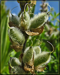 Lupine Seed Pods