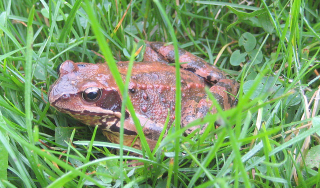 Grasfrosch [Rana temporaria]