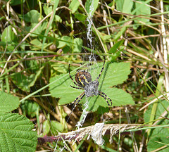 Wasp Spider -Underside