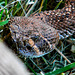 Western Diamondback