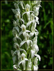White Bog Orchid Close-Up